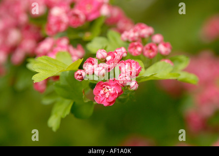 Die zarten rosa Blüten des Weißdorns Crataegus Monogyna Baum Stockfoto