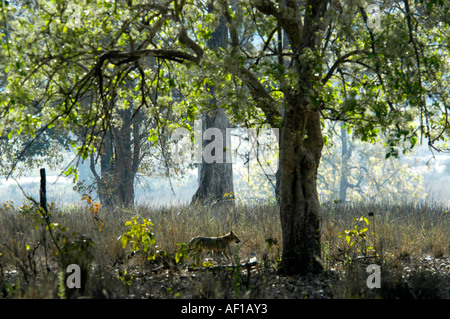 SCHAKAL IN KANHA Stockfoto