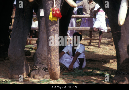 Südindien Kerala lokale Beschriftung Trichur Elephant Festival Stockfoto