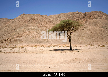 trockene Wüste im Roten Meer Region Sinai Ägypten Stockfoto