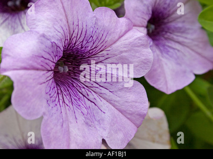 Petunia Stockfoto