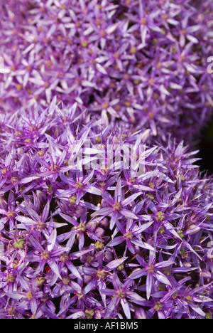 Allium Blumen Setail hautnah Stockfoto