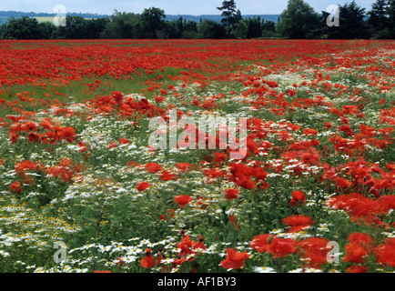 Mohn und anderen Blumen im Feld, soft Fokus, Surrey UK Stockfoto