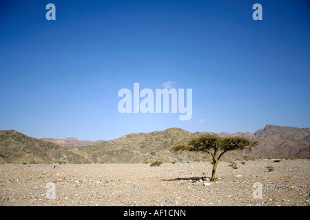 trockene Wüste im Roten Meer Region Sinai Ägypten Stockfoto