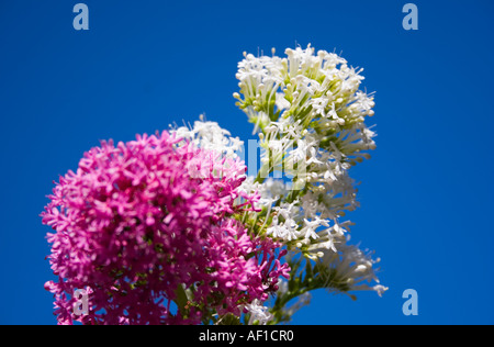 Rote und weiße Baldrian Pflanze in Blüte Stockfoto