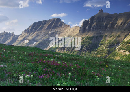 Lewis Range und alpine Tundra mit Wildblumen Pink Mountain Heath Schnee Paintbrush Logan Pass Glacier Nationalpark Montana USA Stockfoto