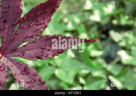 Wassertropfen auf einem Acer-Blatt Stockfoto