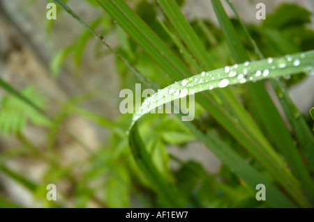TAUTROPFEN AUF EINEM GRASHALM Stockfoto