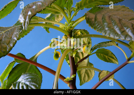 Blätter und Knospen von Impatiens Niamniamensis Kongo Kakadu bilden busy Lizzie Pflanze Stockfoto