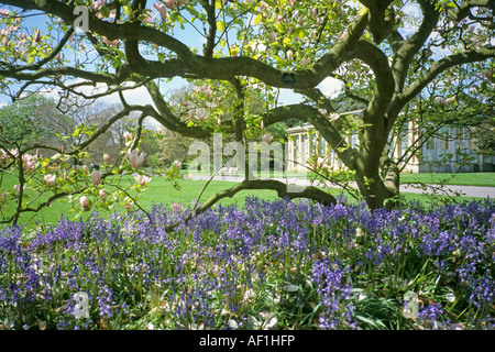 Blühende Magnolie (Magnolia sp) mit blühenden Glockenblumen (Scilla non Scripta) in der Royal Botanic Garden Stockfoto