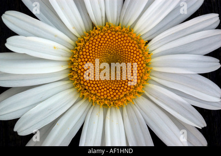 Eine Nahaufnahme des Zentrums ein Gänseblümchen Stockfoto