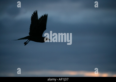 ARCTIC SKUA Stercorarius parasiticus Stockfoto