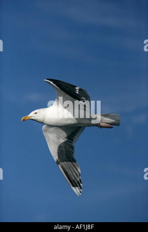 GRÖßERE schwarze BACKED GULL Larus marinus Stockfoto