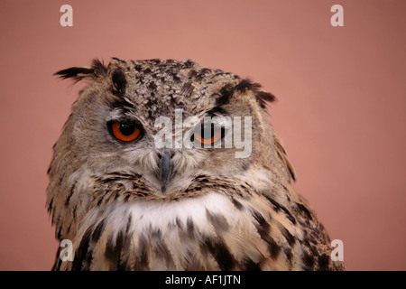 Turkmenische Adlereule (Bubo bubo turcomanus), die Augenkontakt herstellt Stockfoto