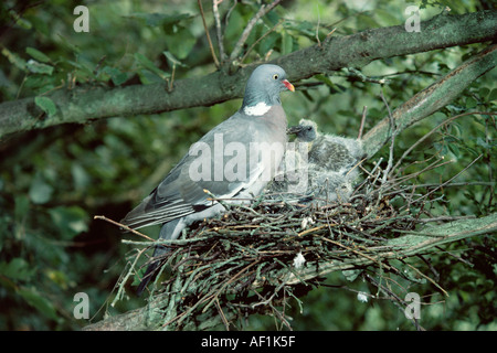 RINGELTAUBE Columba palumbus Stockfoto