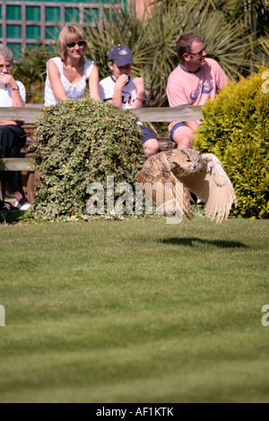 Turkmenische Adlereule (Bubo bubo) fliegt auf der Falknerei-Ausstellung im Huxley Bird of Prey Center, Horsham, West Sussex Stockfoto
