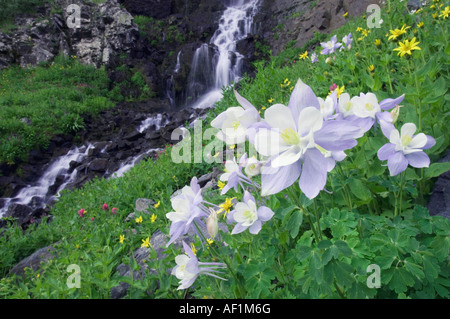 Wasserfall und Wildblumen in Almwiese blaue Akelei Aquilegia Coerulea Ouray San Juan Mountains Colorado USA Stockfoto