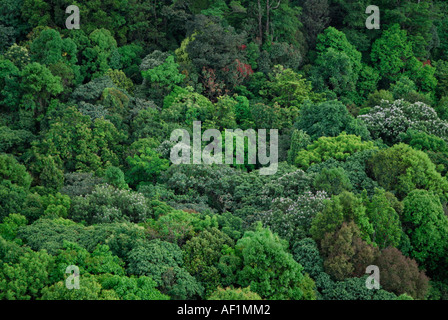 IMMERGRÜNE WALD BALDACHIN SILENT VALLEY NATIONALPARK Stockfoto