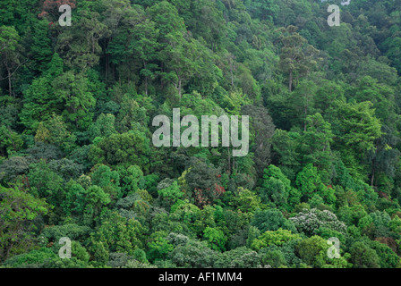 IMMERGRÜNE WALD BALDACHIN SILENT VALLEY NATIONALPARK Stockfoto