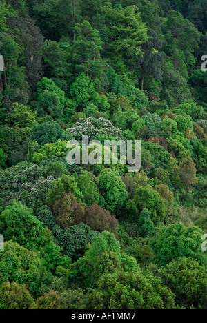 IMMERGRÜNE WALD BALDACHIN SILENT VALLEY NATIONALPARK Stockfoto