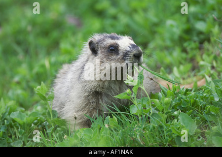 Hoary Marmot Marmota Caligata Erwachsenen Essen Logan Pass Glacier Nationalpark Montana USA Juli 2007 Stockfoto