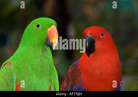 Edelpapagei, Eclectus Roratus Weibchen ist rot und männliche ist grün, Jurong Bird Park, Singapur. Stockfoto