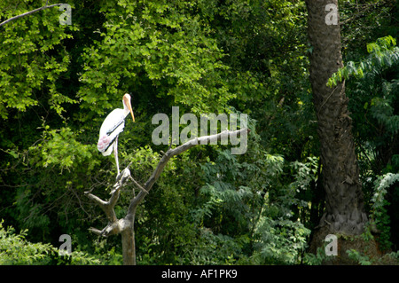 OPENBILLED STORCH IN BHARATPUR BIRD SANCTUARY RAJASTHAN Stockfoto