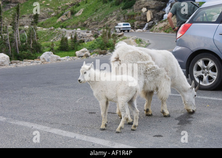 Bergziege Oreamnos Americanus Weibchen mit jungen lecken Frostschutzmittel vergießen Winter Mantel Logan Pass Glacier Np Montana USA Stockfoto