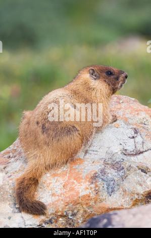 Bauche Marmot Marmota Flaviventris junge Handauflegen rock Ouray San Juan Mountains Rocky Mountains Colorado USA Stockfoto