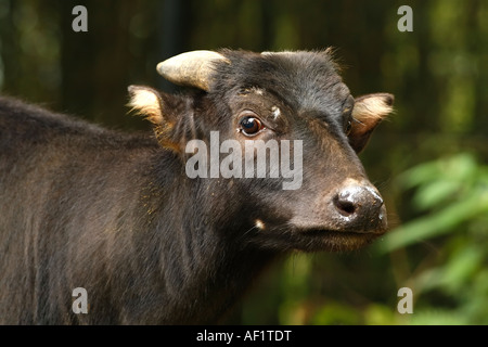 Flachland-ANOAS (Bubalus Depressicornis) Stockfoto