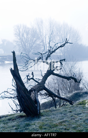 Ein Frostiger Morgen am Ufer des Flusses Severn bei Wehr Green, Gloucestershire Stockfoto