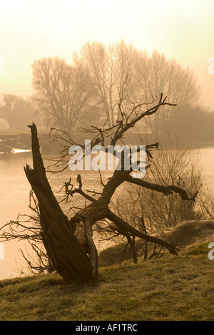 Am frühen Morgen am Ufer des Flusses Severn bei Wehr Green, Gloucestershire Stockfoto