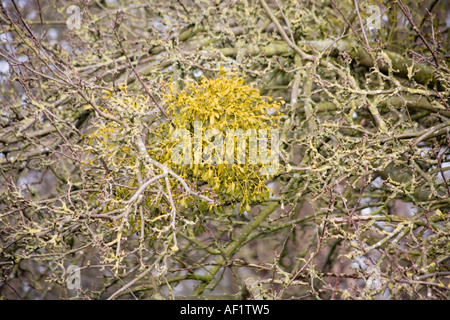 Mistel wächst auf einem alten Apfelbaum am Ufer des Flusses Severn in Weir Green, Gloucestershire UK Stockfoto