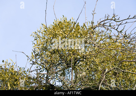 Mistel wächst auf einem alten Apfelbaum am Ufer des Flusses Severn bei Wehr Green, Gloucestershire Stockfoto