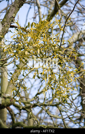 Mistel wächst auf einem alten Apfelbaum am Ufer des Flusses Severn in Weir Green, Gloucestershire UK Stockfoto