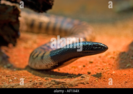 Black-Headed Python Stockfoto