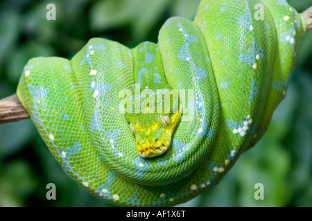 Ein Grüner Baumpython (Morelia Viridis) schlafen auf einem Baum Stockfoto