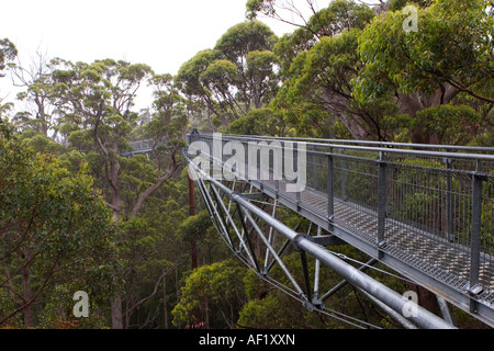 Tree Top Walk, Valley of the Giants, in der Nähe von Dänemark, Western Australia, Australia Stockfoto