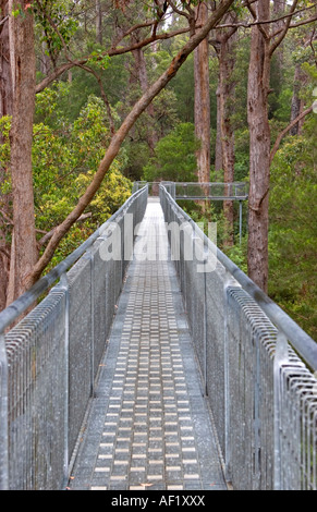 Tree Top Walk, Valley of the Giants, in der Nähe von Dänemark, Western Australia, Australia Stockfoto