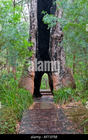 Baumriesen im Tal der Riesen, in der Nähe von Dänemark, Western Australia Stockfoto