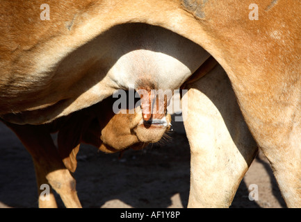 Junges indisches Kalb, das Milch vom Euter einer Kuh trinkt, Porbandar, Gujarat, Indien Stockfoto