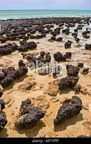 Stromatolithen in der Shark Bay, Westaustralien Stockfoto