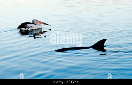 Ein Delfin und ein Pelikan in Monkey Mia, Western Australia, Australia Stockfoto