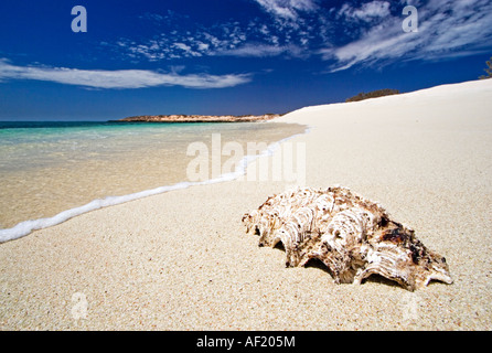 Eine einsame Shell am Strand Stockfoto