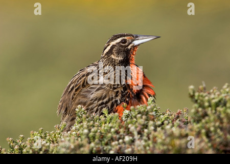 ein Erwachsener lange tailed Meadowlark in voller Zucht Gefieder Fütterung in der Diddle-dee Stockfoto