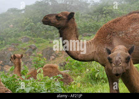 Kamele im Nebel während Kharif oder Sommermonsun Salalah südlichen Oman Stockfoto