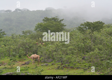 Kamele im Nebel während Kharif oder Sommermonsun Salalah südlichen Oman Stockfoto