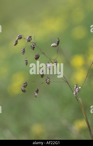 Bebende Rasen Briza Media wächst auf Kreide Downland Norfolk UK Juni Stockfoto