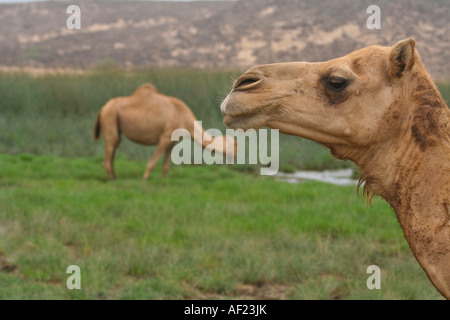 Kamel stehend im Wasser Fütterung während Kharif oder Sommermonsun Salalah südlichen Oman Stockfoto