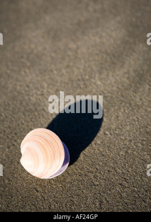 Das offene Meer shell wirft einen Schatten auf dem Sand von Neuseeland Strand Stockfoto